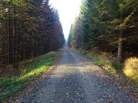 Lesní cesta Mokrá